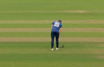 Oops! The Oval had a feathered pitch invader
